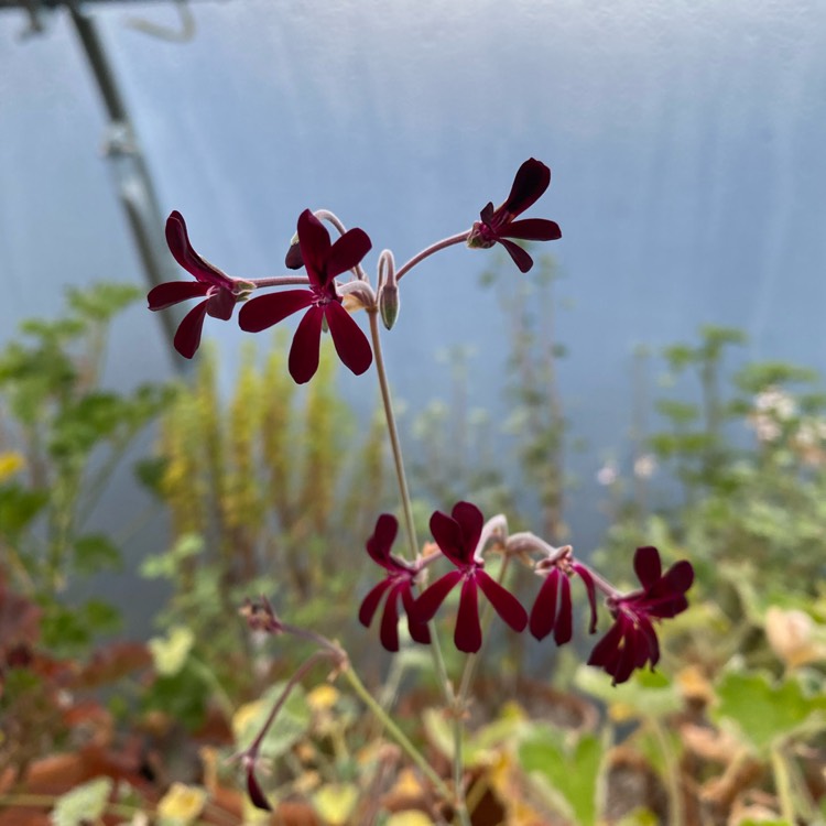 Plant image Pelargonium sidoides syn. Pelargonium sidifolium