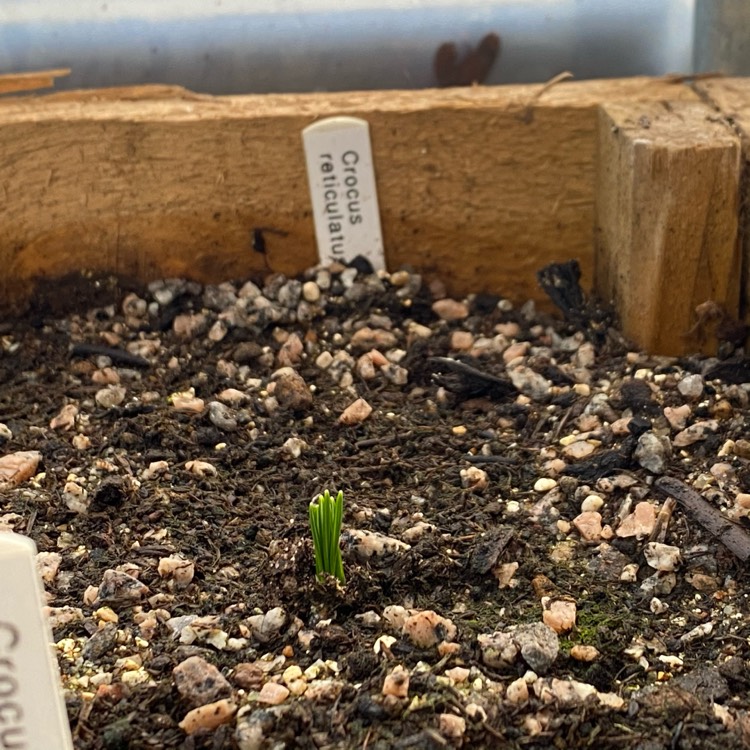 plant image 1426894