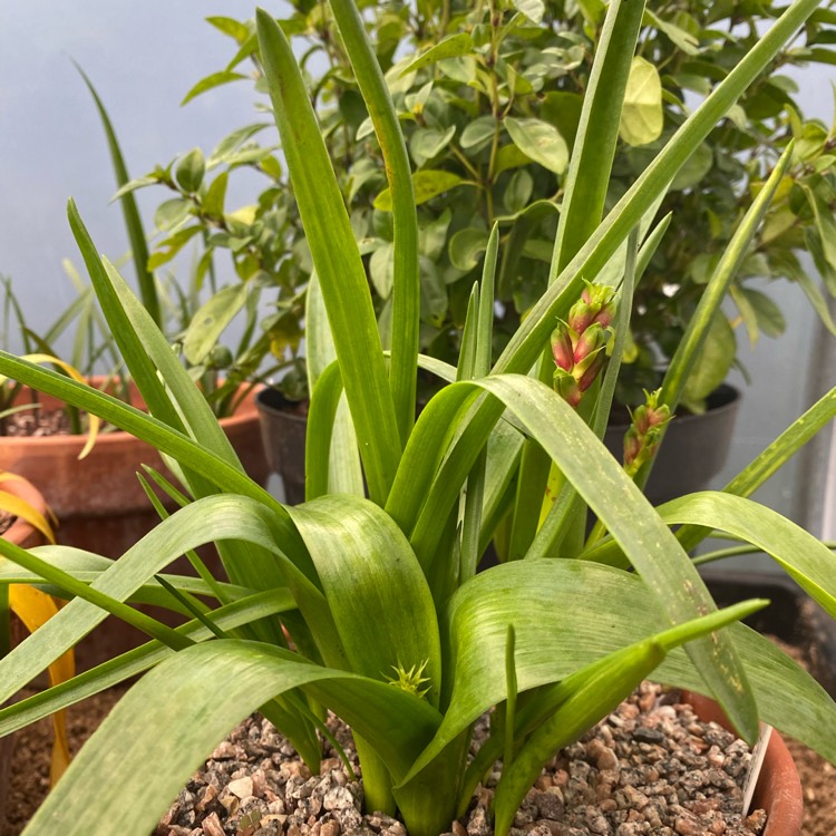 plant image 1429605 plant image 1429605