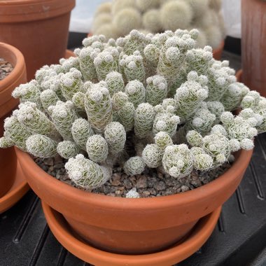 Mammillaria vetula 'Fragilis' syn. Mammillaria gracilis var. fragilis, Mammillaria fragilis