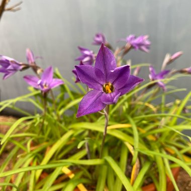 Ipheion uniflorum 'Froyle Mill'