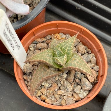 Haworthia Venosa ssp. Tessllata