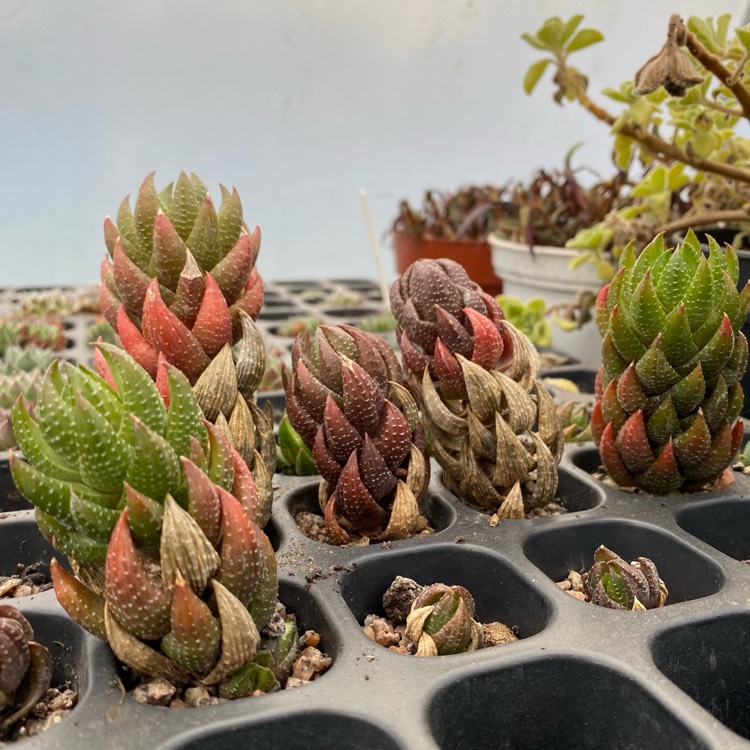 Plant image Haworthiopsis coarctata var. coarctata syn. Haworthia coarctata, Haworthia resendeana