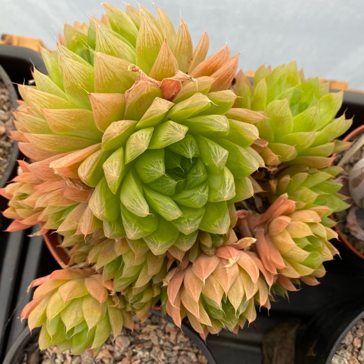 plant image 1438873