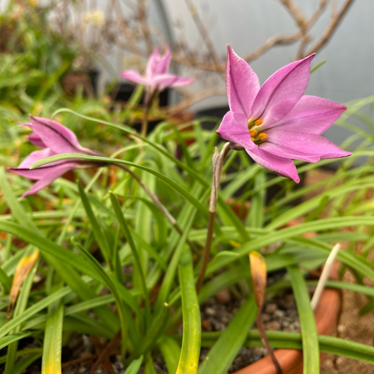 Plant image Ipheion uniflorum 'Charlotte Bishop'