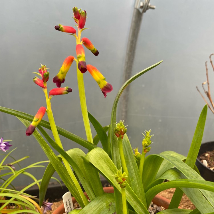plant image 1440507 plant image 1440507