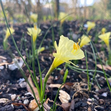 Narcissus 'Julia Jane'
