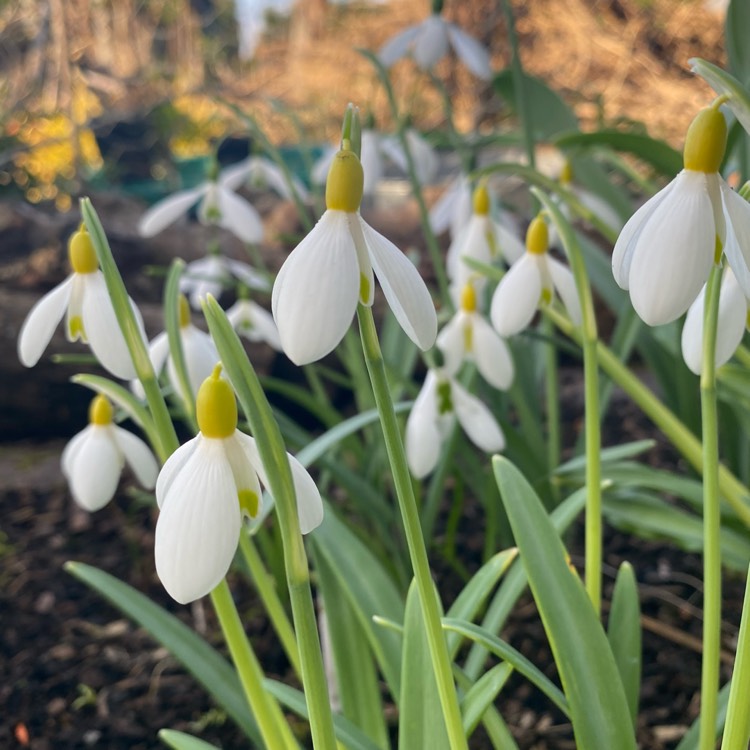 plant image 1442384