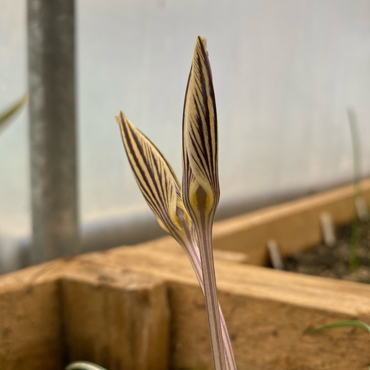 plant image 1449768