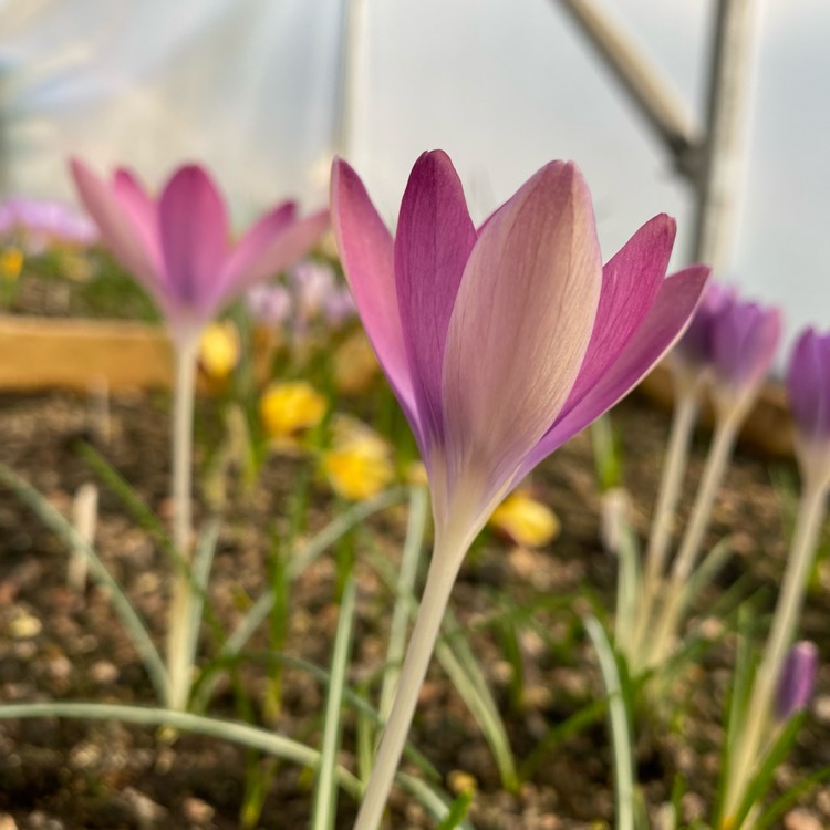 plant image 1449775