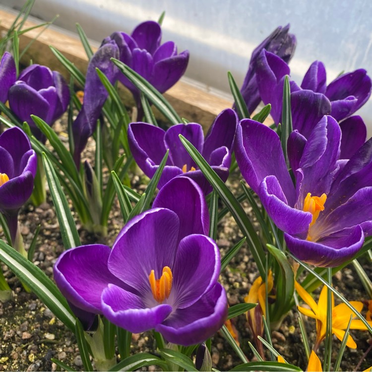 Plant image Crocus vernus 'Negro Boy'