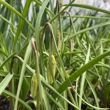 Fritillaria meleagris