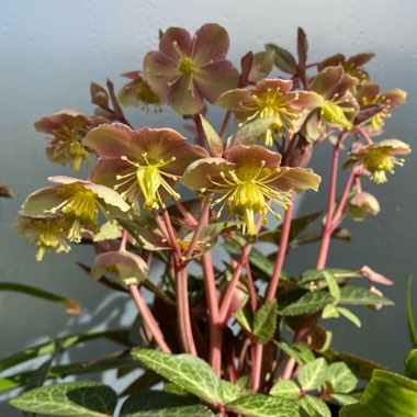 Helleborus lividus