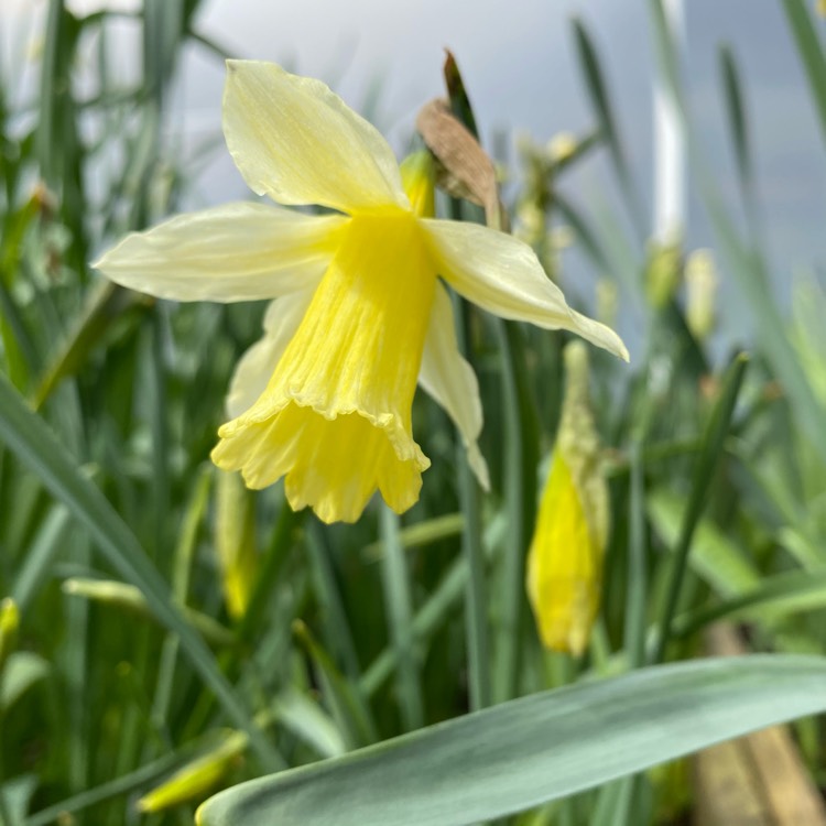 Plant image Narcissus 'W.P. Milner' syn. Narcissus 'Mr Milner'