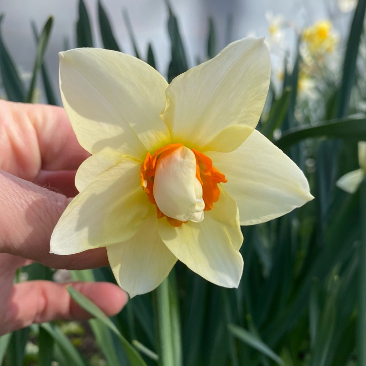plant image 1460003