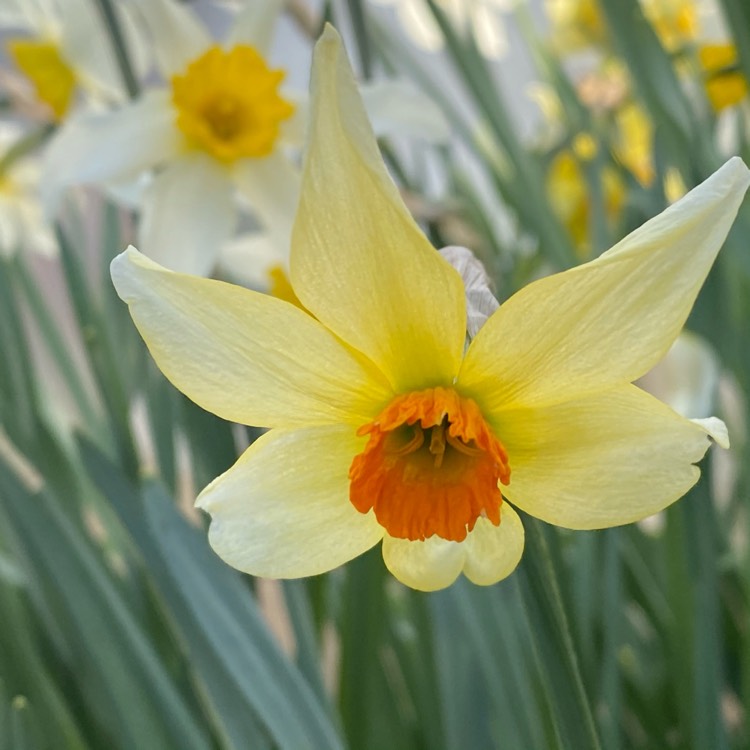 plant image 1460017