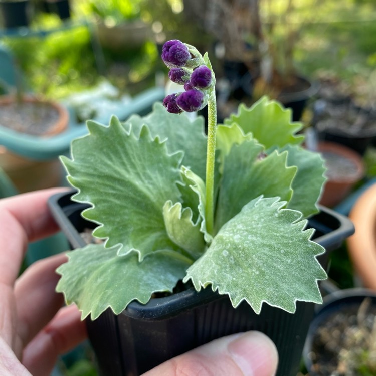 plant image 1460354