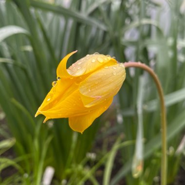 Tulipa sylvestris