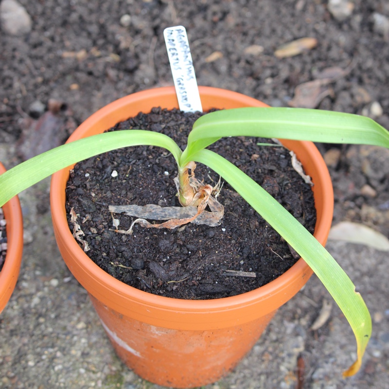 Plant image Agapanthus inapertus subsp. pendulus 'Graskop' syn. Agapanthus inapertus 'Graskop'