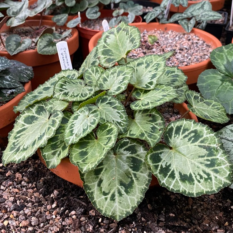 plant image 1555043