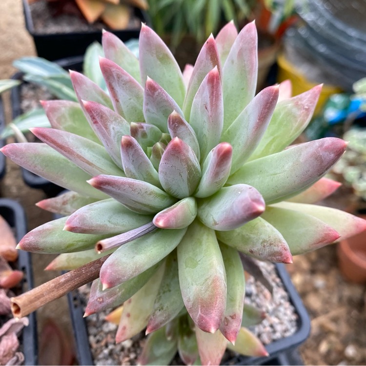 Plant image x Pachyveria Yvonne