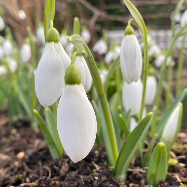 plant image 1558789