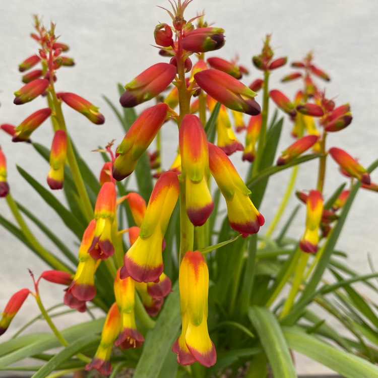 plant image 1559746 plant image 1559746