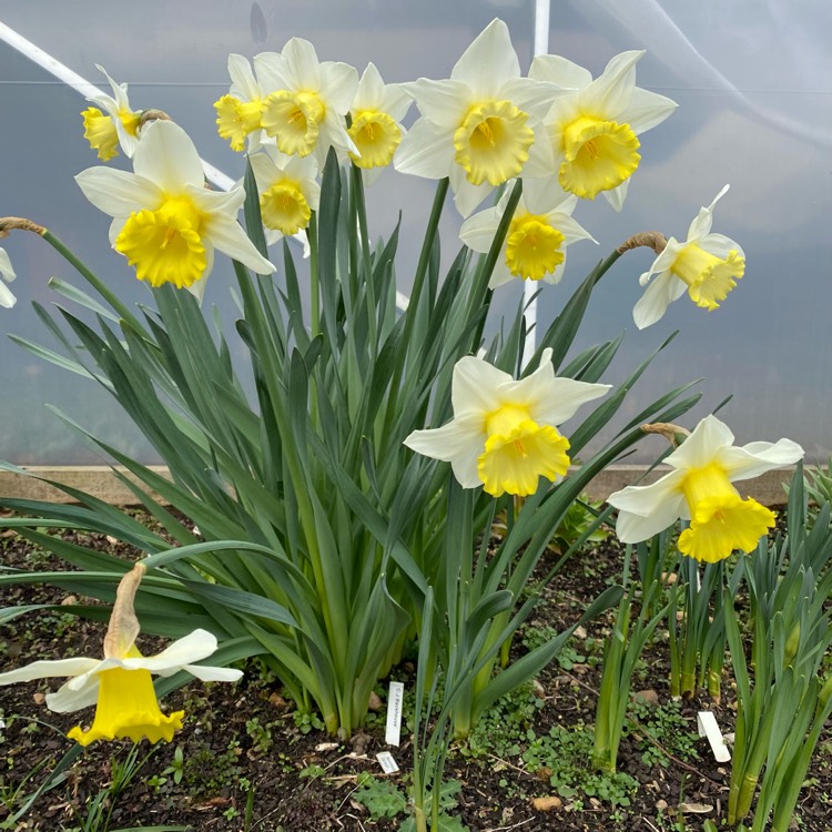 plant image 1566767 plant image 1566767