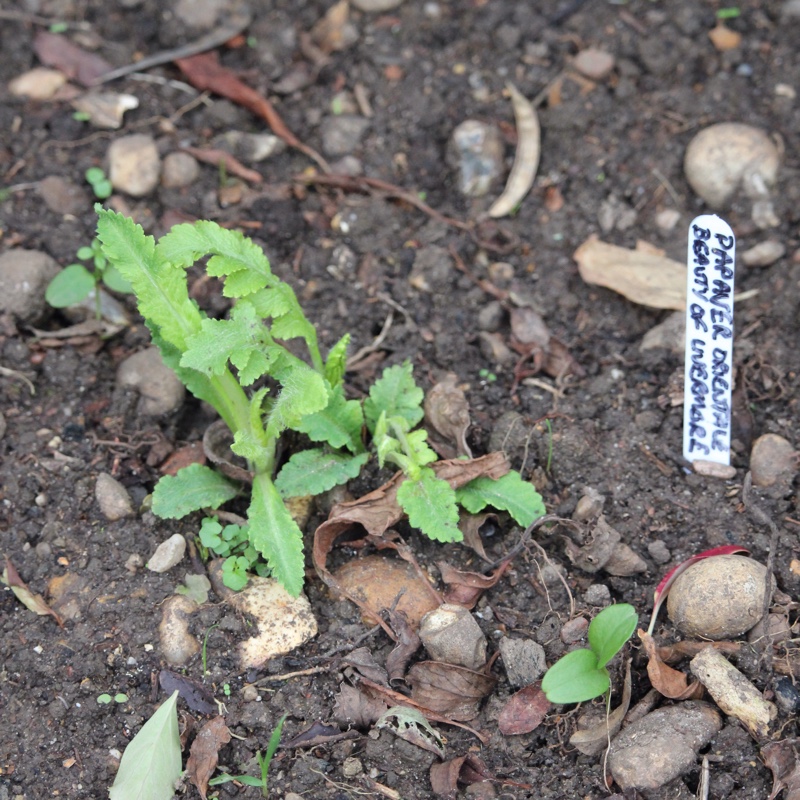 plant image 15862 plant image 15862