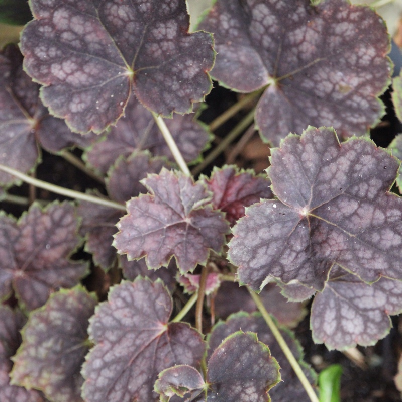 plant image 15863