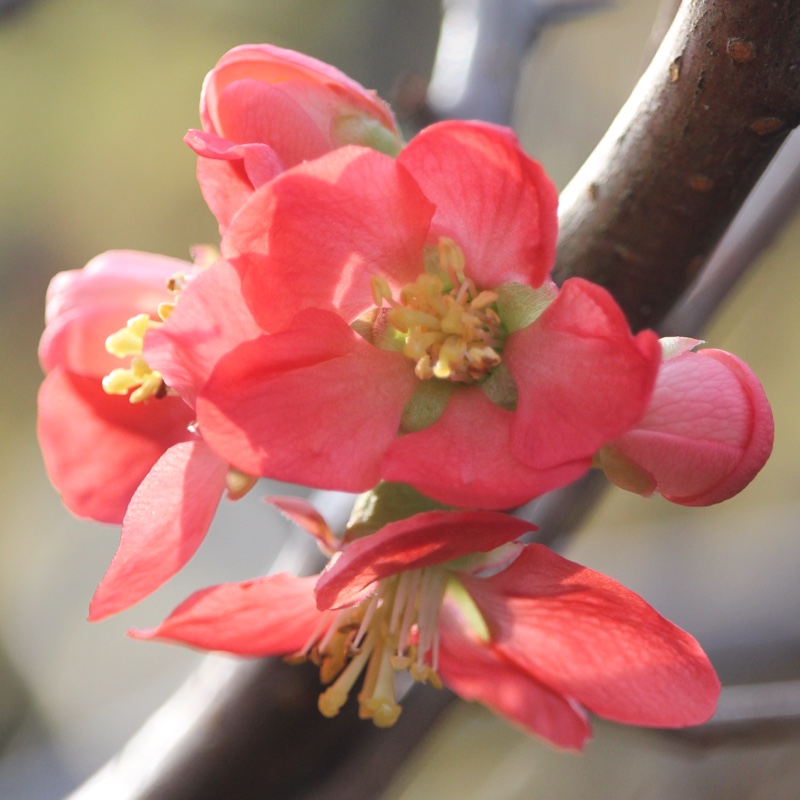 plant image 16173