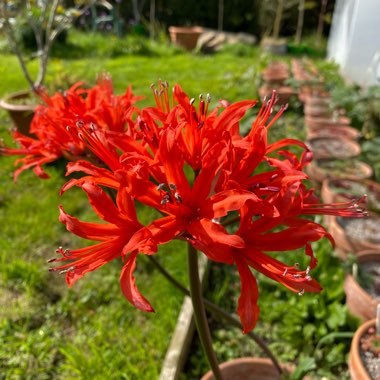 Nerine sarniensis