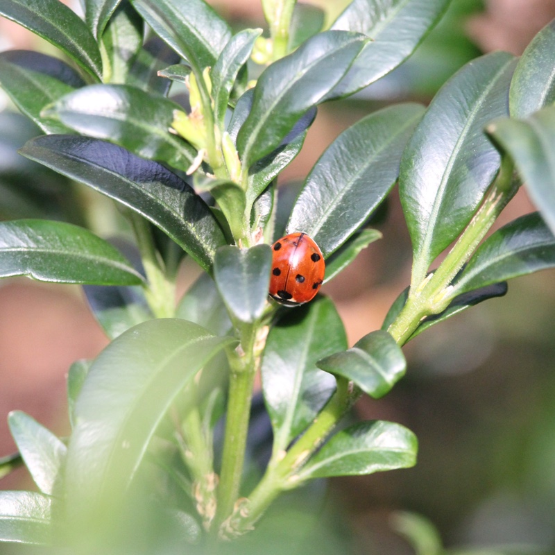 plant image 16312