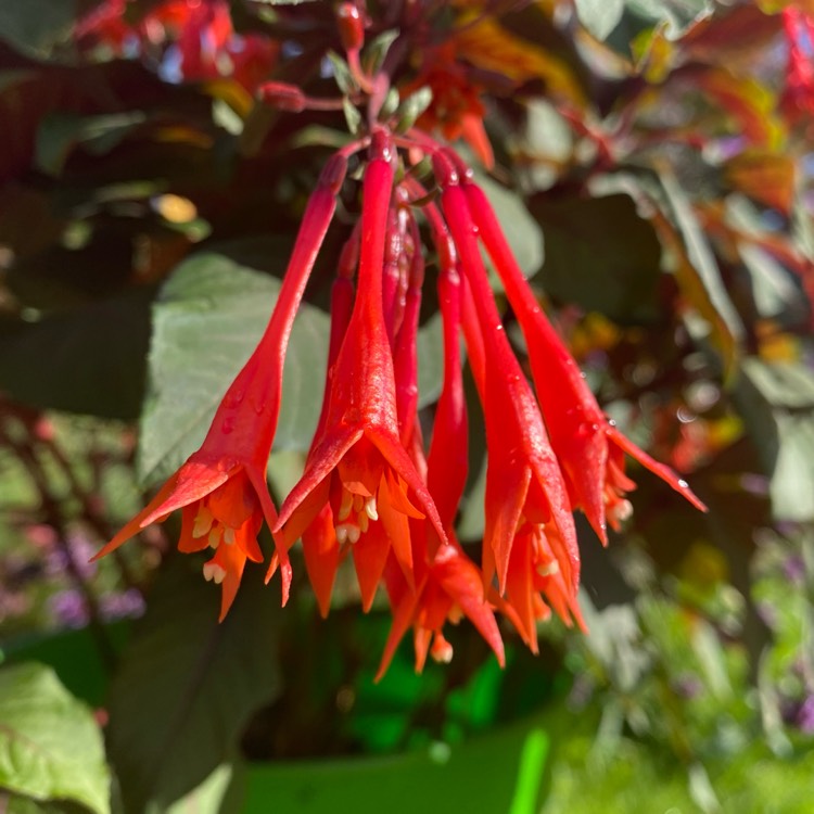 plant image 1632535