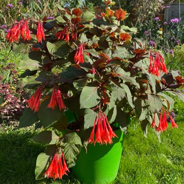 Fuchsia triphylla 'Thalia'
