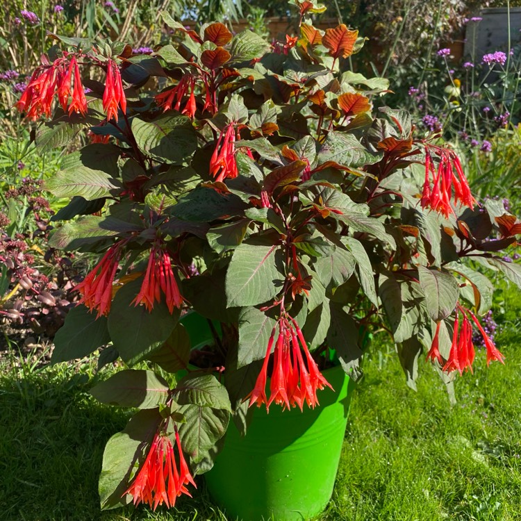 Plant image Fuchsia triphylla 'Thalia'