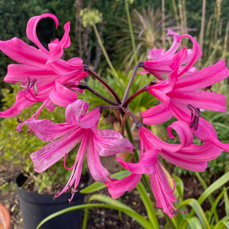 plant image 1634923
