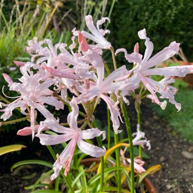 Nerine bowdenii 'Vesta K'