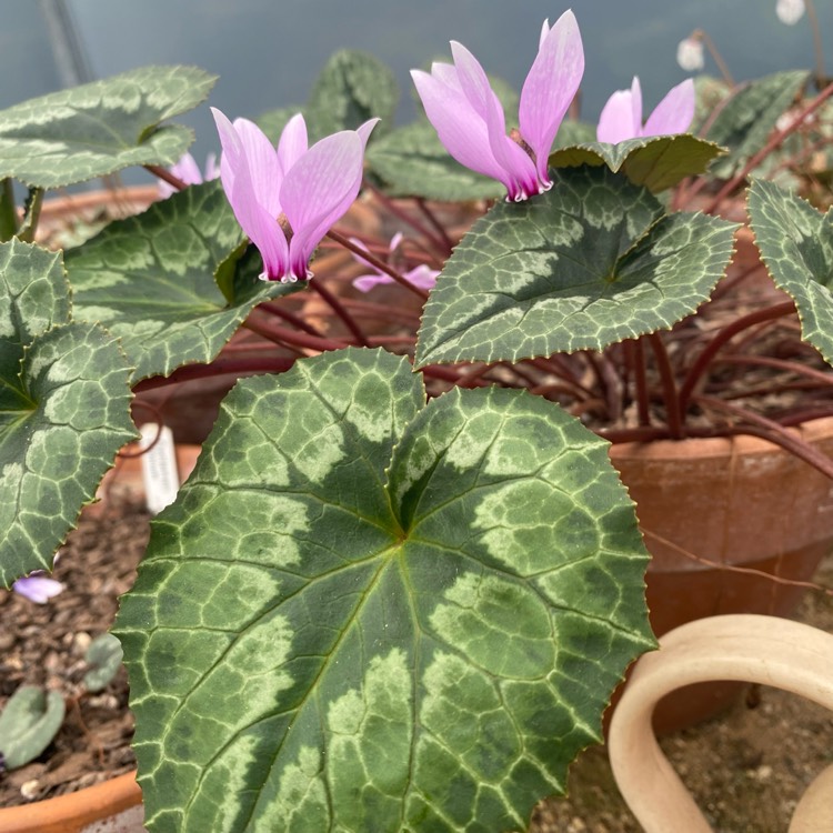 plant image 1635053
