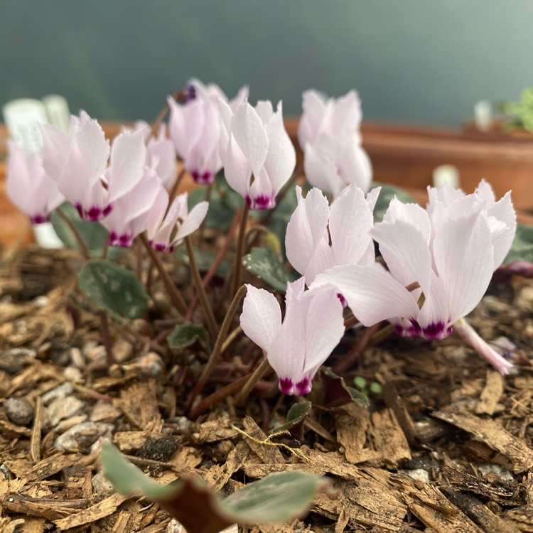 plant image 1635057