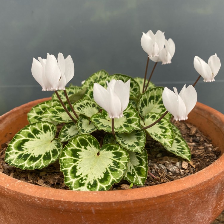 plant image 1635058