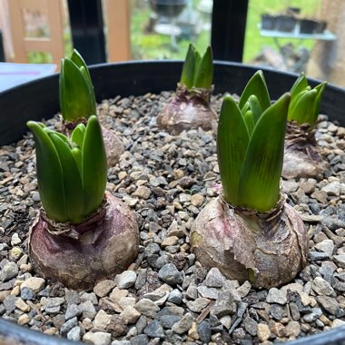 Hyacinthus orientalis 'Woodstock'