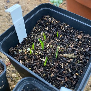 Iris 'Californian Hybrids'