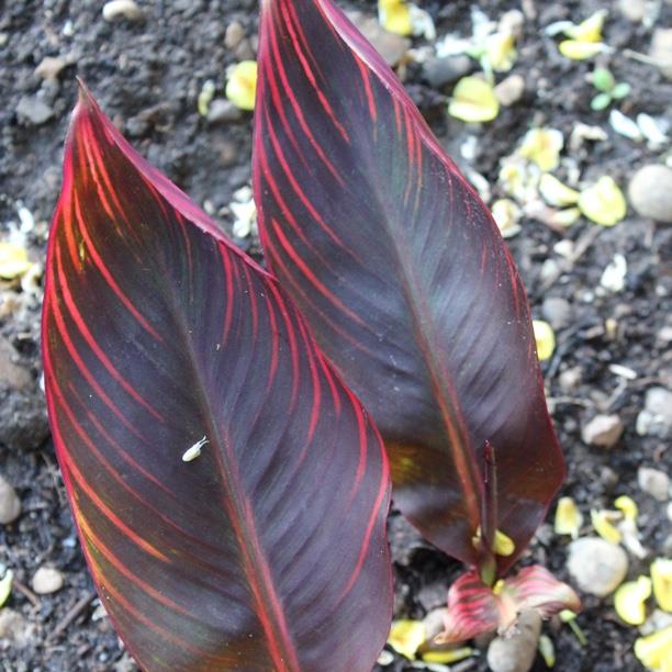 plant image 1644 plant image 1644
