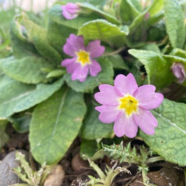 Primula vulgaris