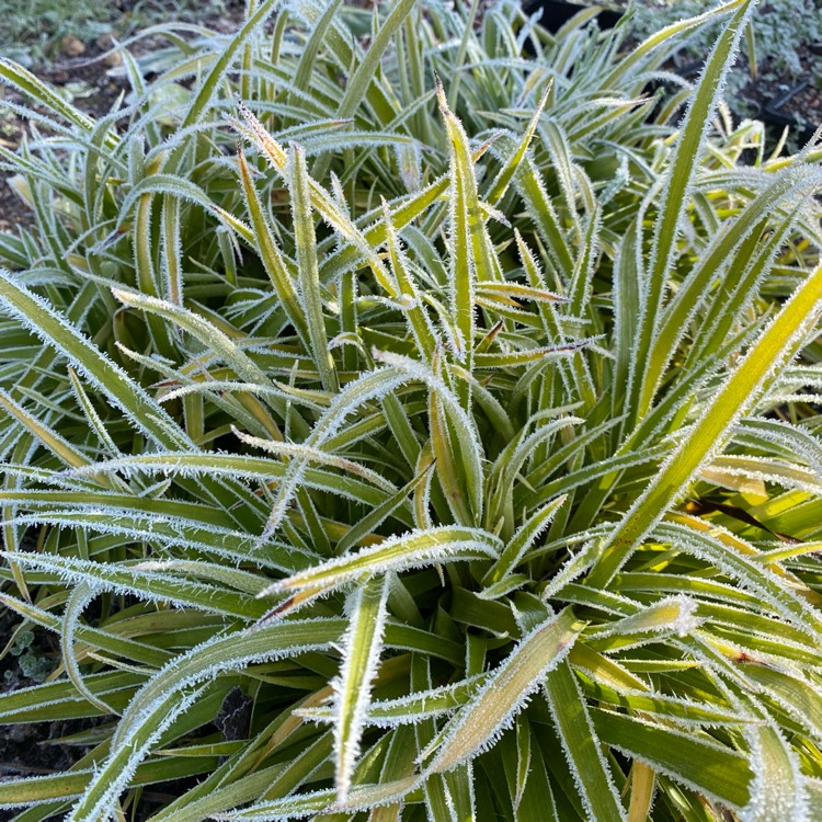plant image 1644980
