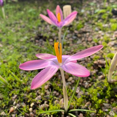 Crocus tommasinianus 'Roseus' syn. Crocus tommasinianus var. roseus