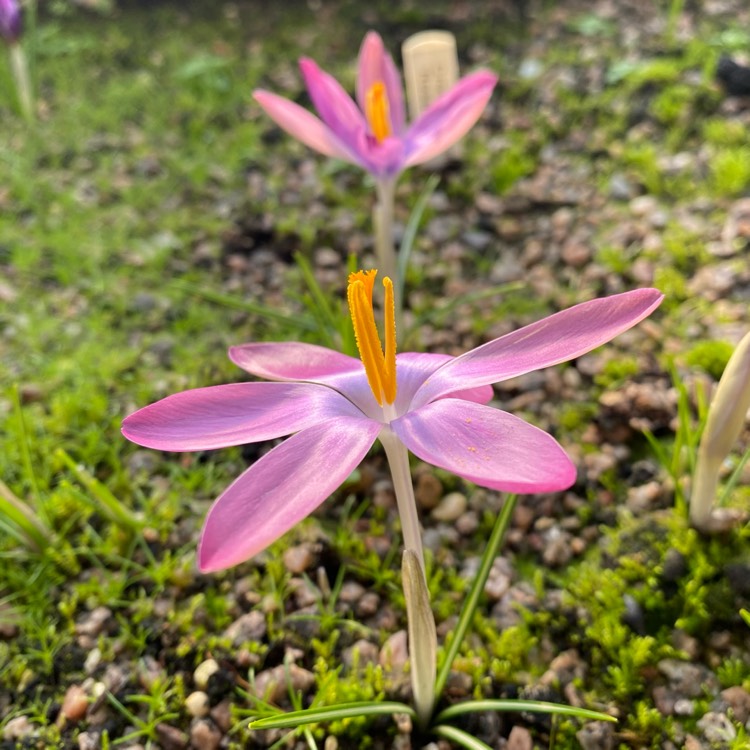 Plant image Crocus tommasinianus 'Roseus' syn. Crocus tommasinianus var. roseus
