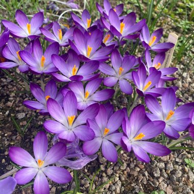 Crocus tommasinianus 'Ruby Giant'