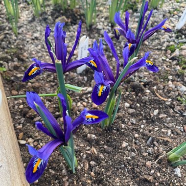 Reticulate Iris